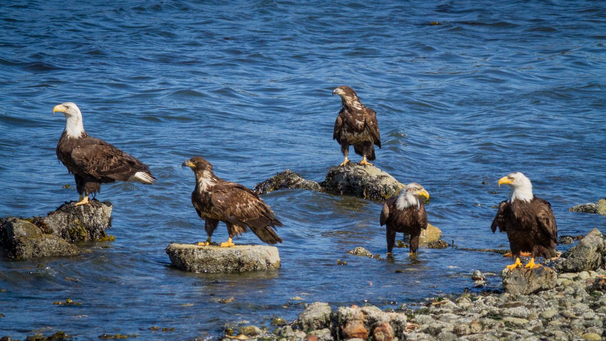 gm A quiet moment on the beach reveals the natural bond among these eagles, likely kin, sharing the shore. #AnnesWildlifeWakeup 💛🦅