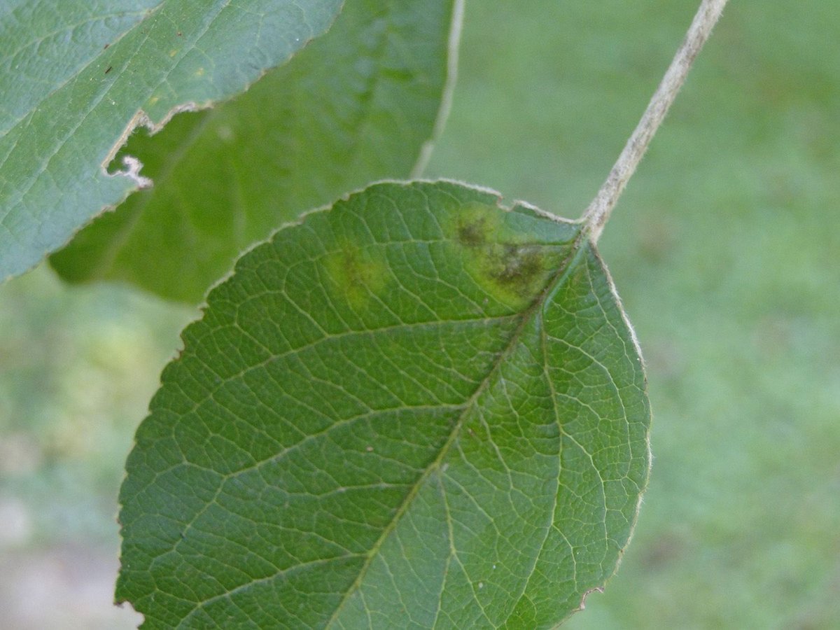 Apple scab is a serious disease of homegrown apple &amp; crabapple in KY. The most noticeable losses on apple result from reduced fruit quality &amp; premature drop of infected fruit. Resistant cultivars &amp; fungicides are available; however, sanitation is critical. buff.ly/3W3Tvjp