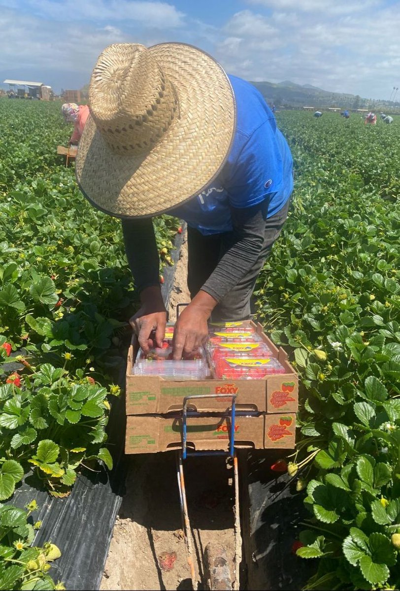 Amadeo is working harvesting strawberries in Oxnard CA. He works 4 days a week, 6 to 7 hours a day. He worries about earning enough to pay his family's rent. #WeFeedYou