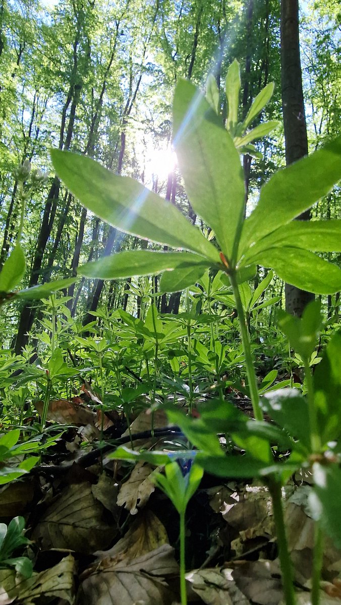 andrii_soloviov's tweet photo. 🌤 ☀️ 💫Good sunny day, Friends! SOUND ON!
良い晴れた日を、友達！サウンドオン！

This is the #SpringInUkraine and #BeautifulKyiv.
これは #SpringInUkraine と #BeautifulKyiv です。

As I promised, today I walked almost 13 kilometers since the morning to show you some interesting places in our Holosiivskyi National Natural Park.
約束通り、今日はホロシウスキー国立自然公園内の興味深い場所をいくつか紹介するために、朝からほぼ 13 キロ歩きました。

So, I'll show you over the next few days:
そこで、今後数日間にわたってご紹介します。
 1. Beech grove ブナ林;
 2. Serhiyeva Pustyn` セルヒエヴァ・プスティン;
 3. Cool graffiti art in the middle of the forest 森の真ん中にあるクールなグラフィティ アート;
 4. Ski resort Goloseevo ゴロセーヴォ スキー リゾート;
 5. Holosiivs`kyi Stream and the cascade of water bodies formed by it, called "Holosiivsky (Didorivsky) ponds) ホロシーフスキー川と、それによって形成された「ホロシーフスキー (ディドリフスキー) 池」と呼ばれる滝状の水域;
 6. Holosiyivska Kupel` Holosiyivska Kupel`;
 7. Pokrovsky Holosiivsky Monastery ポクロフスキー ホロシウスキー修道院;
 8. Ekzyuperi Oak エクジュペリオーク;

There will be a separate thread about animals (birds and amphibians that I met today);
動物（今日出会った鳥や両生類）については別のスレッドを立てる予定です。

Enjoy your drink ☕️🍾🍸 🍹and have a cool SATURDAY!
ドリンク☕️🍾🍸🍹を楽しみながら、涼しい土曜日をお過ごしください!

Don’t forget to support Ukraine 🇺🇦 and each other!
ウクライナ🇺🇦とお互いをサポートすることを忘れないでください!
✊🇺🇦😘❤️‍🔥🫶