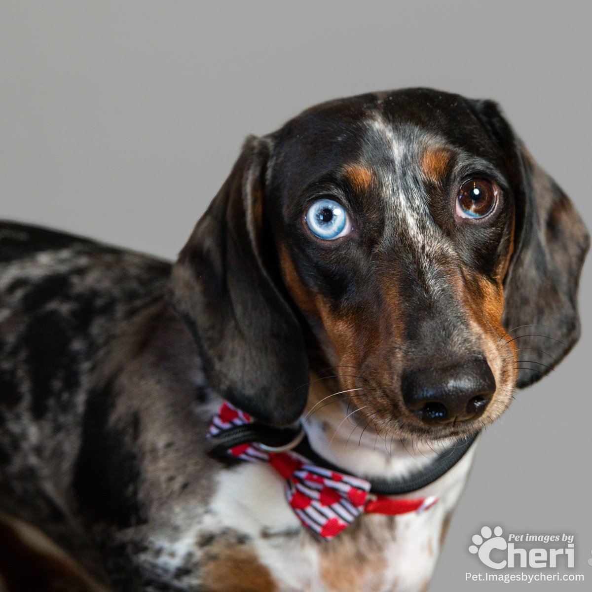 Capturing the mischief and soul of our furry friends in every shot! 🐶✨ Experience the charm and boundless love of your pet in a portrait from pet.imagesbycheri.com
-
#Pets #Dogs #Cute #PetPortraits #DogLovers #PuppyEyes #FurryFriends #PetsofInstagram #Adorable #Photography