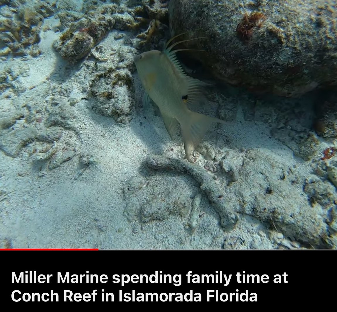 youtu.be/d6faxtAlzl0?si…

#hogfish
#floridakeys
#conchreef
#islamorada
#atlanticocean