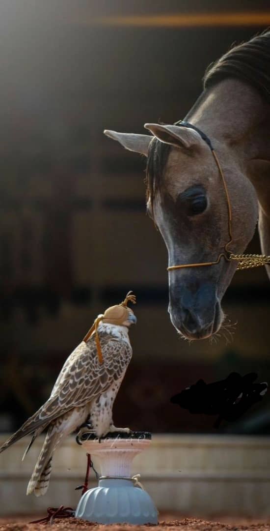 Silhouette and falcon