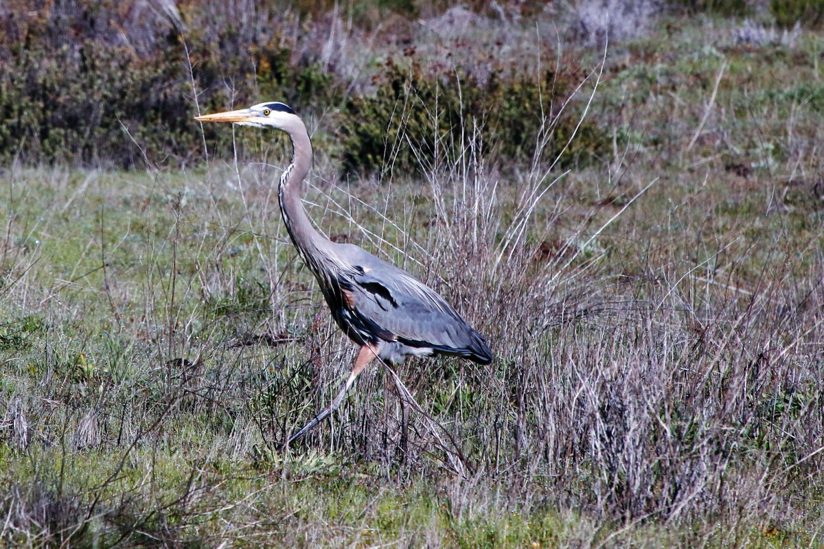 CAStateParks tweet picture