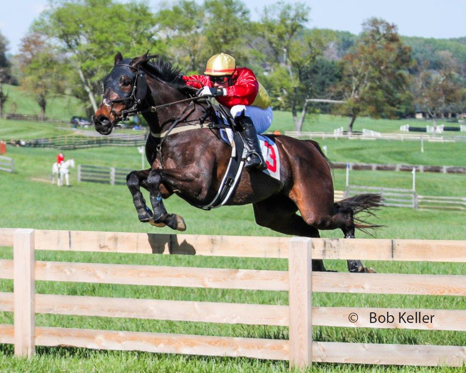 Best of luck to #MDBred Mr. Fine Threads in today's Maryland Hunt Cup! He's a perfect 2-for-2 on the year following wins at the Elkridge-Harford Point-to-Point and Grand National Steeplechase. He'll be ridden by Andrew Ott for owner Armata Stable and trainer Joe Davies.