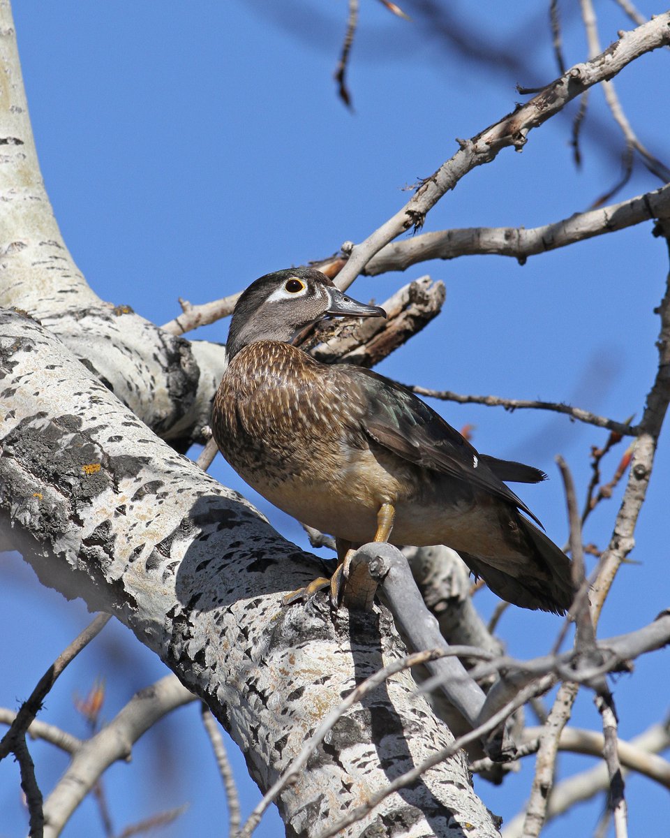 Curious about where your favourite waterfowl species migrates to during #SpringMigration? 🦆 Wood ducks breed in much of southern Canada and the eastern United States.