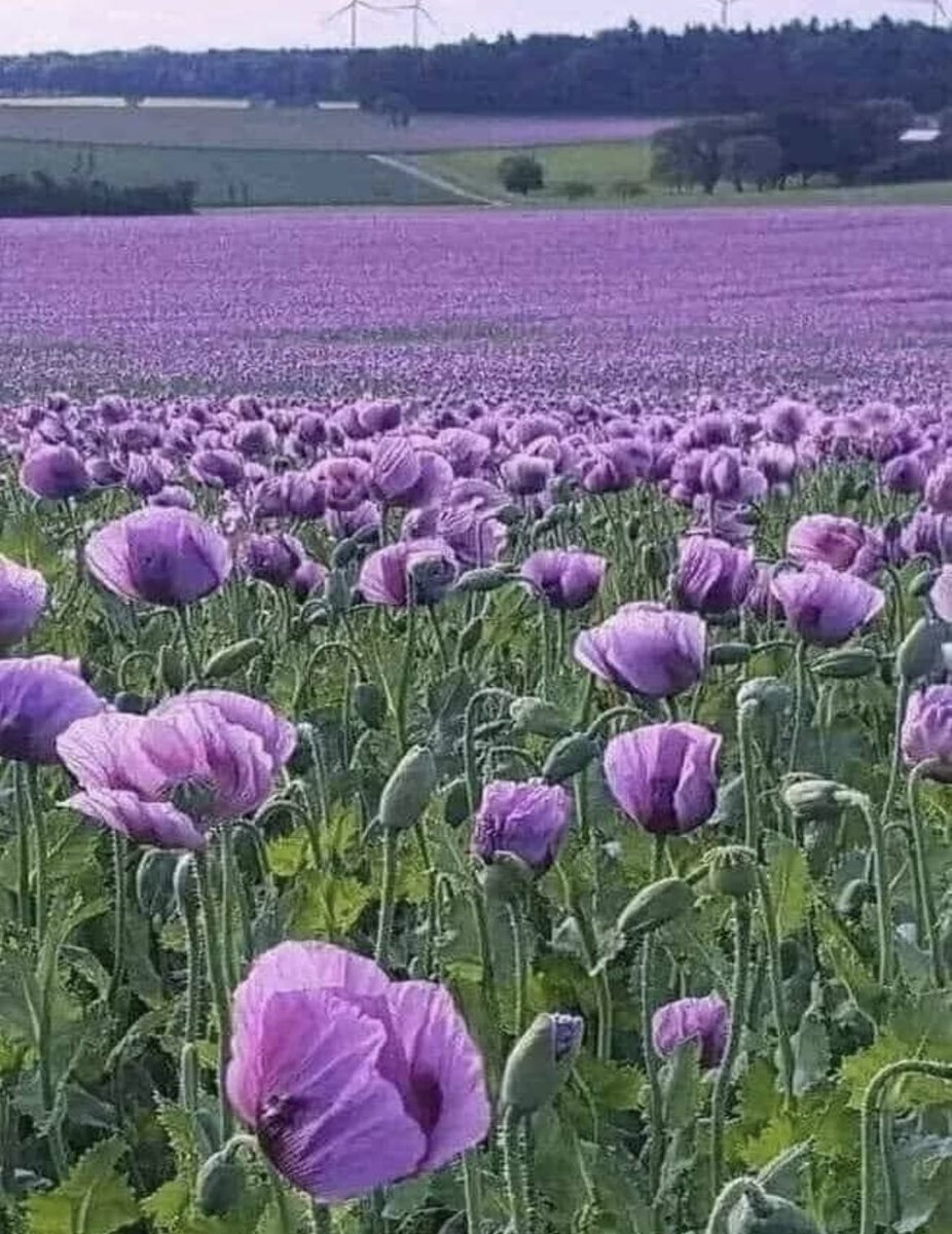 Purple Poppies.💜💜💜💜