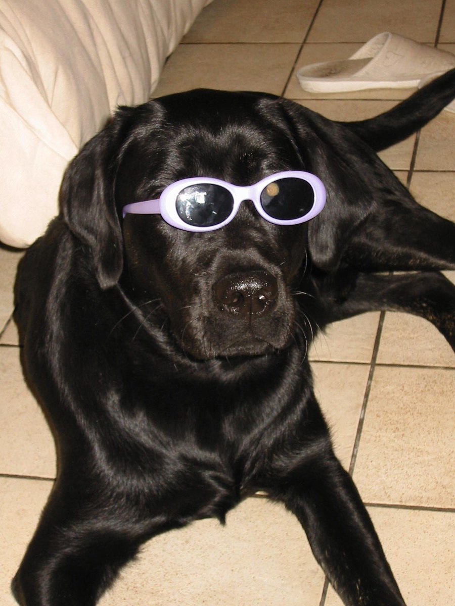 'Who's the coolest pup at the beach? The one wearing sunglasses, of course!'

#coolestjobever #CoolestAdvice #AnimalLovers #labrador