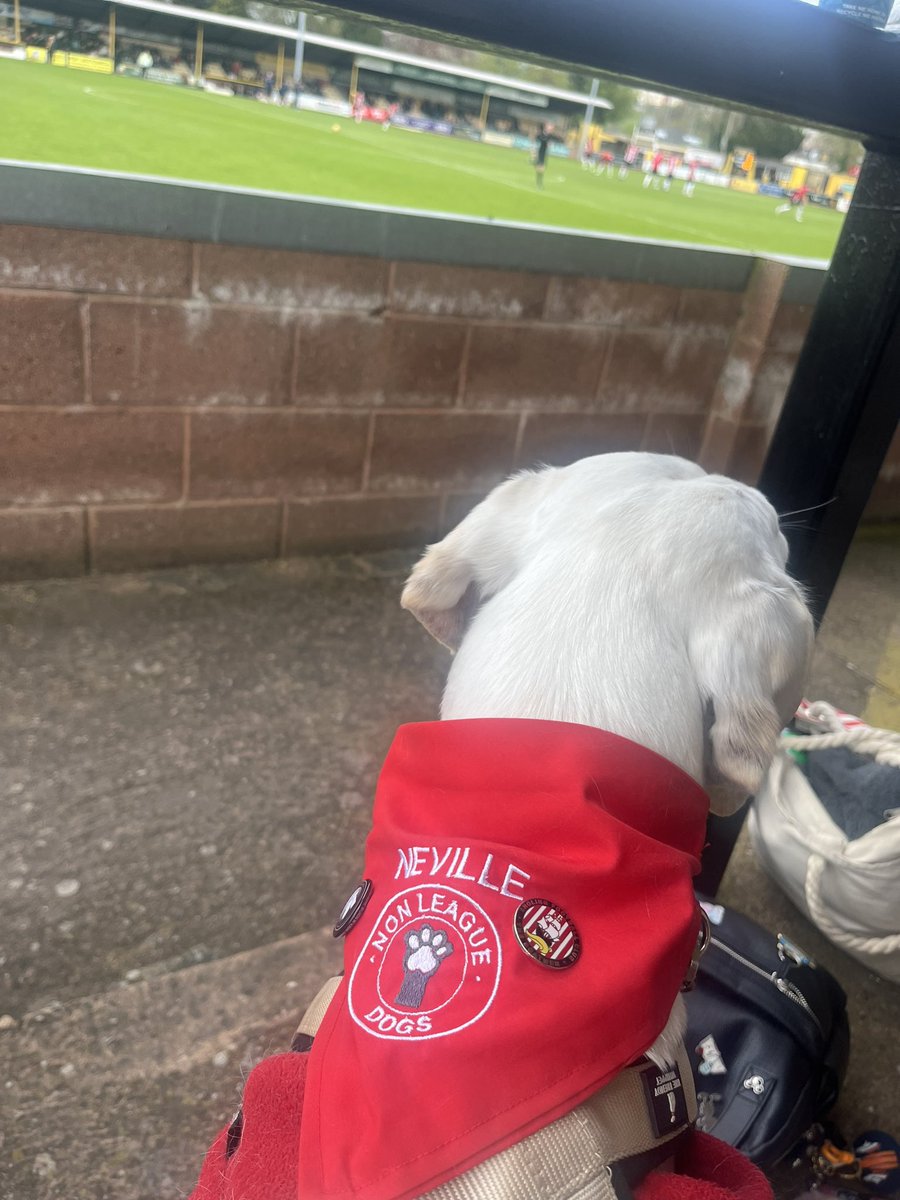 At Tiverton vs Sholing for the last @sholingfc game of the season and his  new @nonleaguedogs bandana and badges arrived just before we left! Added his The Boatman pin too ❤️ Thanks NLD & @vmfootietrips