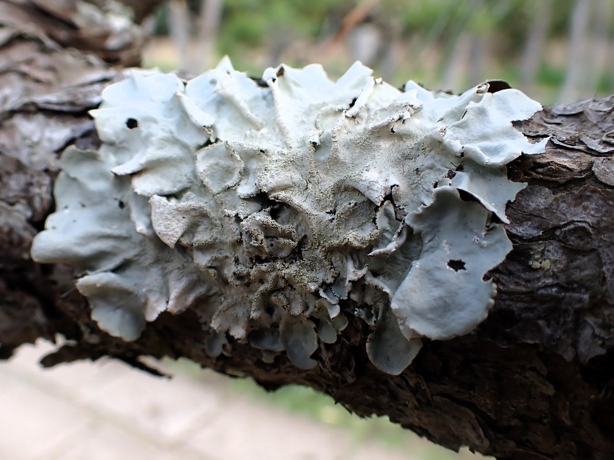 Good night!🌛🌿#treetuesday #lichen #地衣類