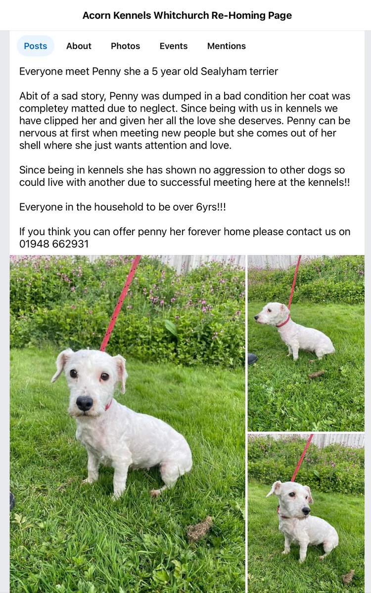 Sealyhams have been dumped, near Shropshire, U.K. 
Please share and contact Acorn Rescue if you can help… 
☎️ 01948 662931 😥❤️🐾 #sealyham #sealyhamterrier #sealyhamterriers #terrier #dog #dogs #dogsofX #dogsonX  #vulnerablenativebreed