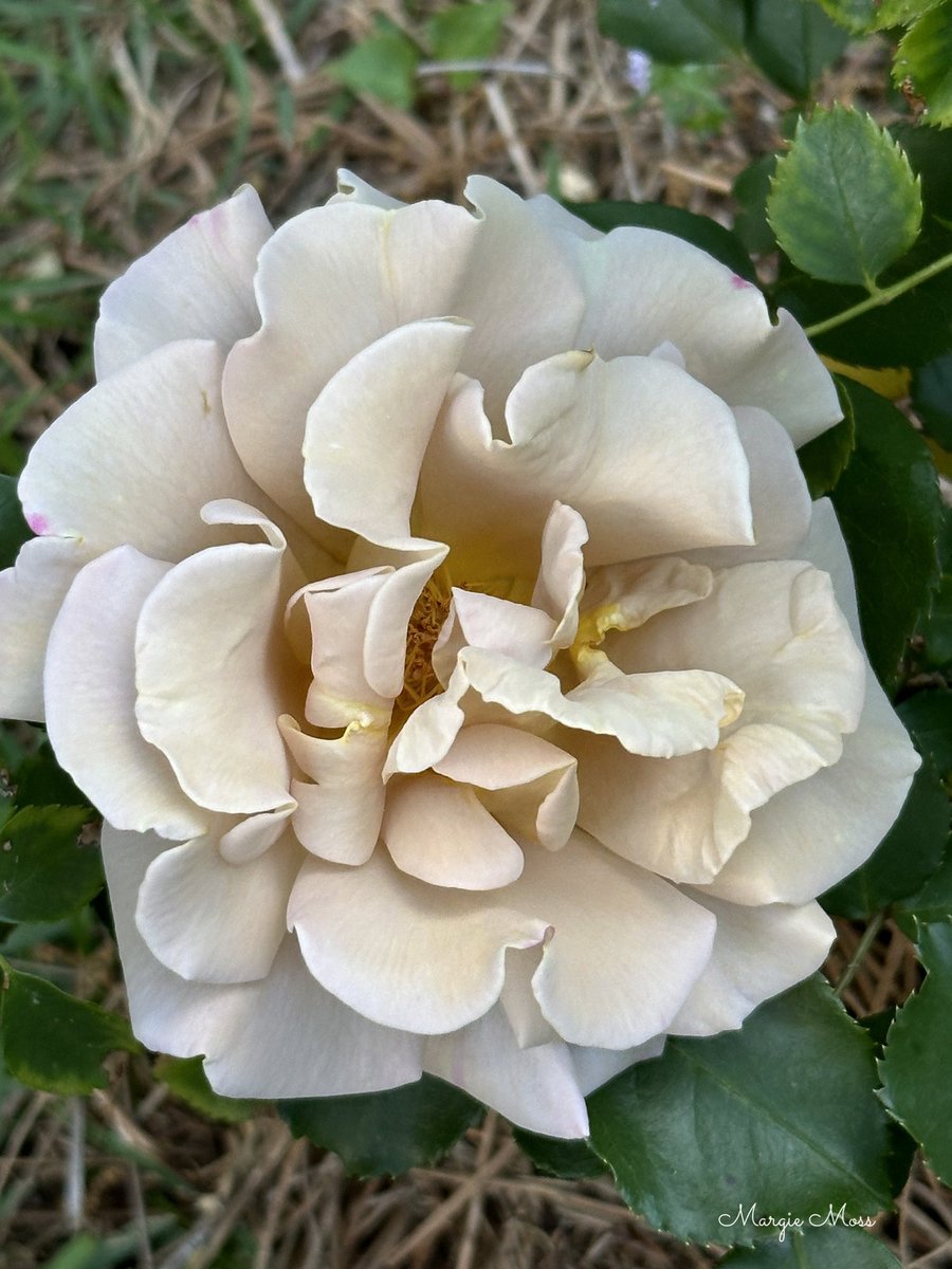 Happy Saturday, everyone. Honey Dijon rose for today’s picture. I have help coming today, so glad. Should be a productive day, hopefully. I hope you all have a safe and enjoyable day. #GardeningX #GardeningTwitter #Gardening