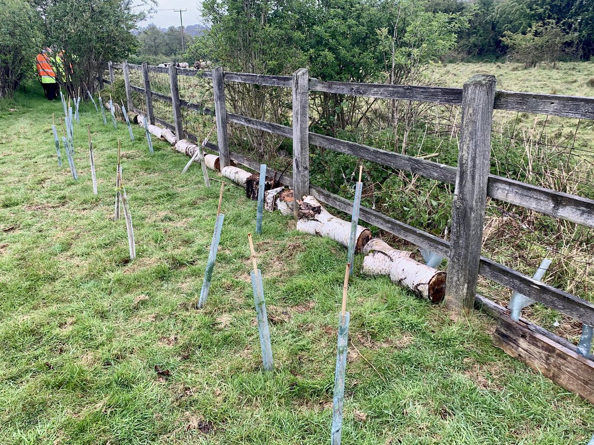LoveGorsefield's tweet photo. Also today, the team here at Gorsefield has been busy planting native hedgerow species to create a wonderful habitat for wildlife.
#hedgerow #plantingforwildlife #nativeplantspecies #outdoorlearningcentre
#lovegorsefield https://t.co/5MJl7XtI5Y
