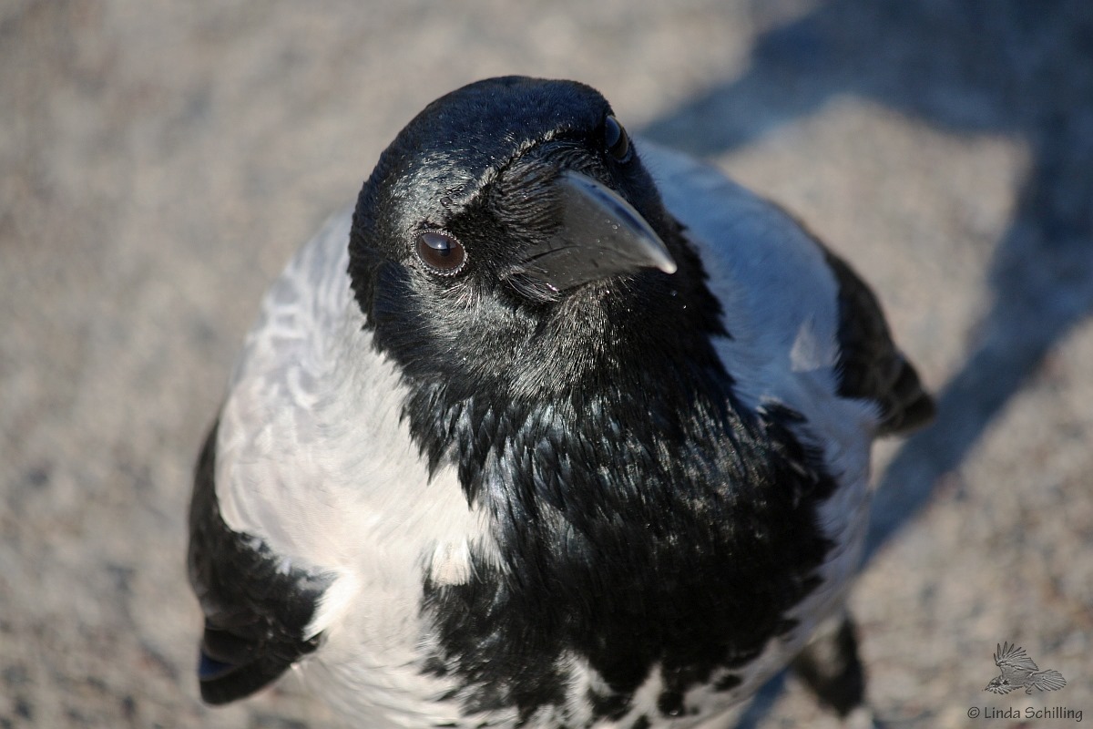 He, ich bin hier unten! #Nebelkrähe auf dem #TempelhoferFeld: #THFbleibt #Stadtnatur #Artenvielfalt #Krähe
Hey, I'm down here! #Crow