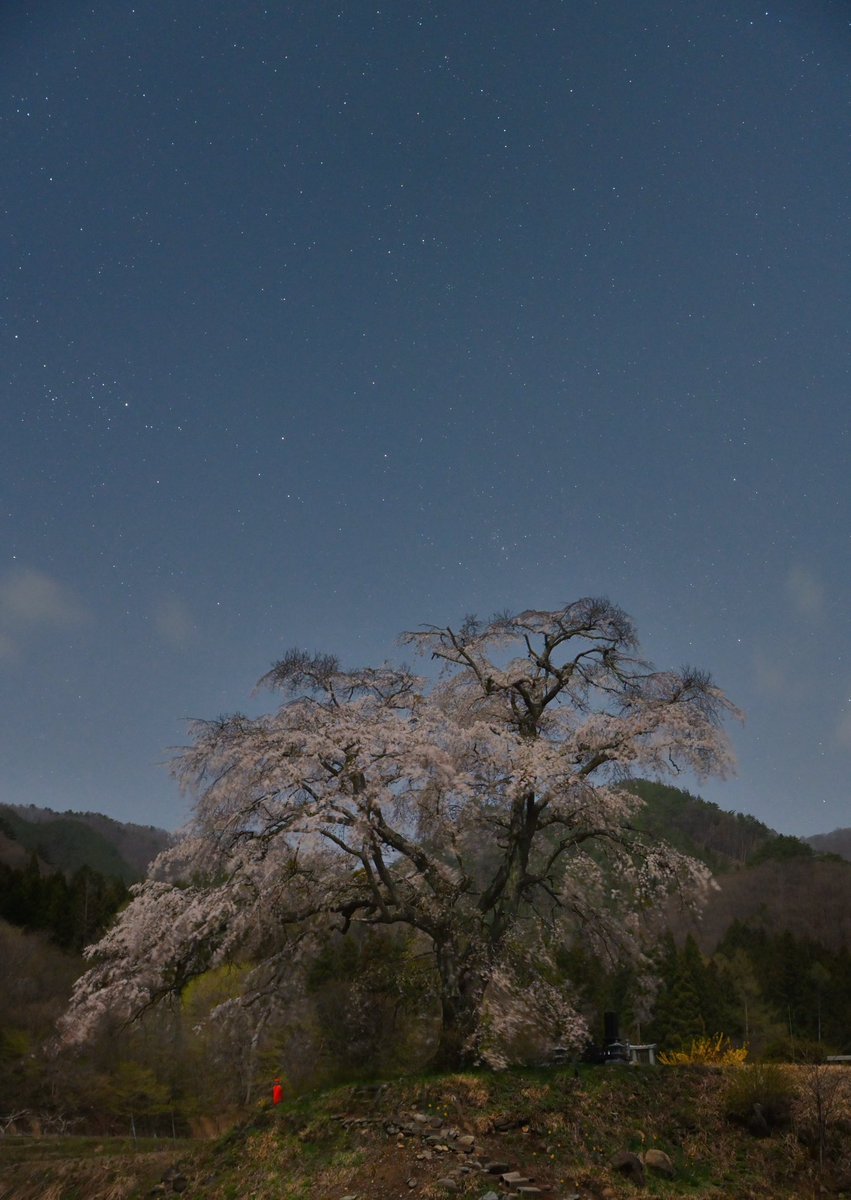 満天の星空としだれ桜