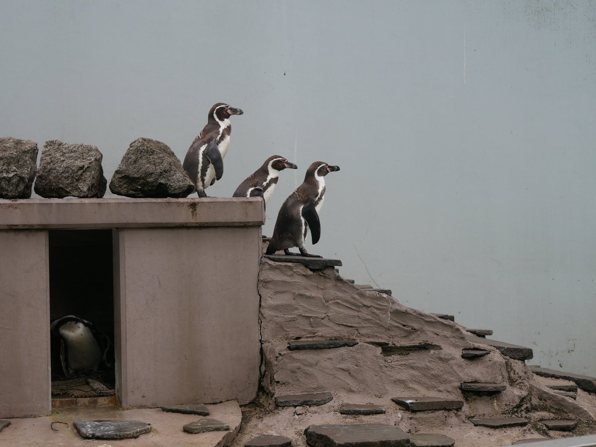 さて、降りますか〜。
#夢見ヶ崎動物公園 #フンボルトペンギン