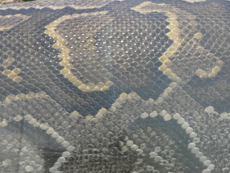Leolupus's tweet photo. A quick quiz for #SnakySaturday! Whose skin do you think this is? π
#snakes #reptiles #animals #wildlife https://t.co/I1WvOQjXvf