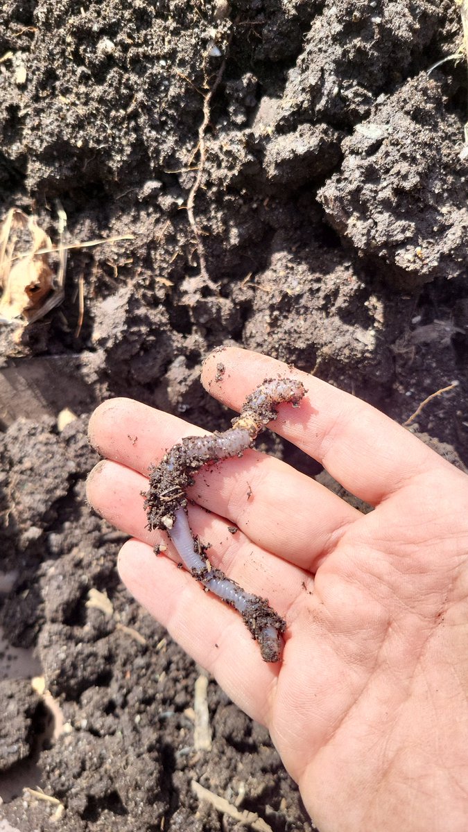 swtschetter's tweet image. Getting the garden boxes ready.  Are these whitish worms normal or some type of problem?  #gardening #dumbquestions