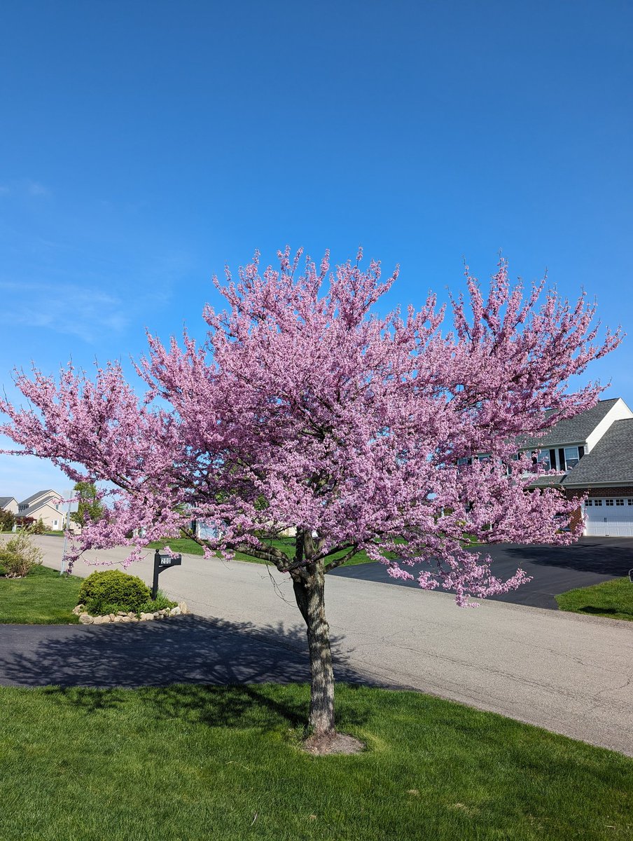 wolfselect's tweet image. The eastern redbud tree in our yard gets more magnificent every year, IMHO. #trees