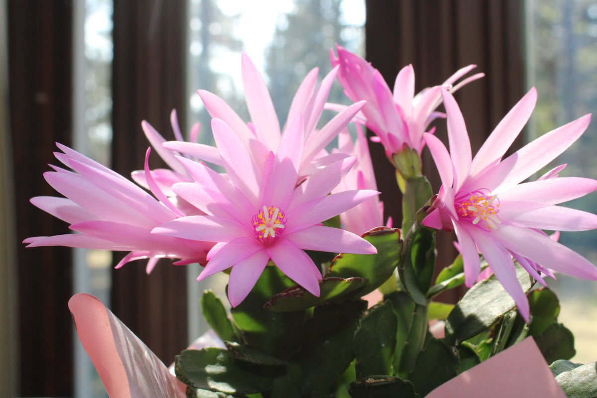 our light pink Easter cactus