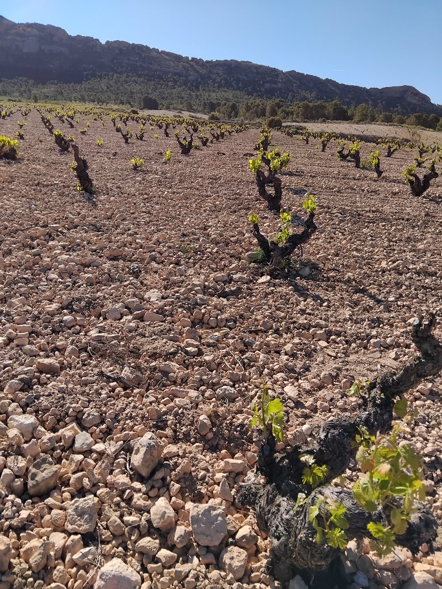 Splendid old vine Monastrell at Bodegas Juan Gil, Jumilla, Spain. This moon-like terroir has incredibly complex ways of capturing the sparse rainfall but it's vulnerable, especially as there are quicker ways to make money: solar panels for a start. #oldvines @SarahAbbottMW