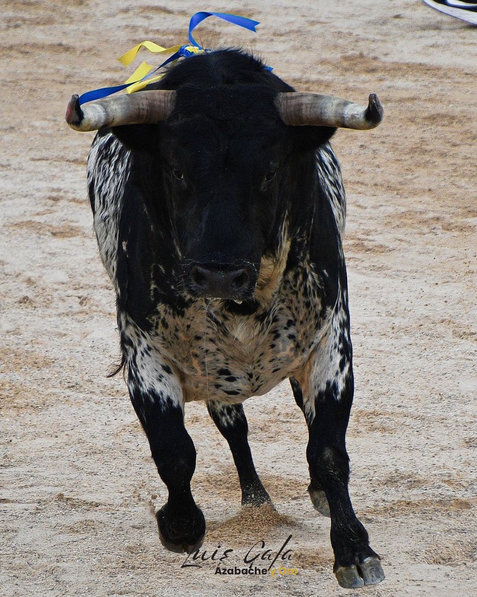 “Buenasuerte” de Peñajara de Casta Jijona @Decastajijona ,en San Martín De la Vega.  

#FestejoPopular #FotografíaTaurina #LuisGFotografíaTaurina #Tauromaquia