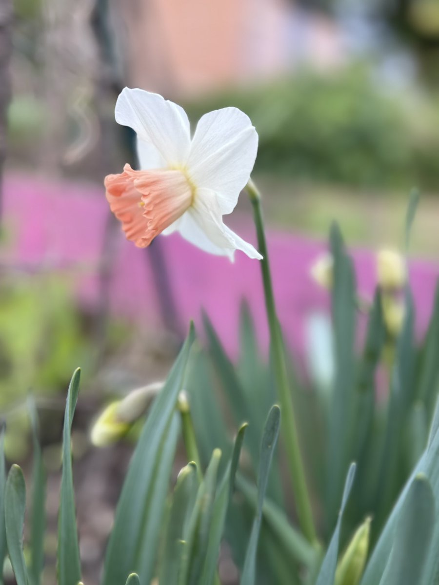 Found these Daff bulbs in a bag that I had forgotten about… Planted them extremely late (in Spring) but it has provided some late colour when most have died back. #GardeningTwitter #GardeningX