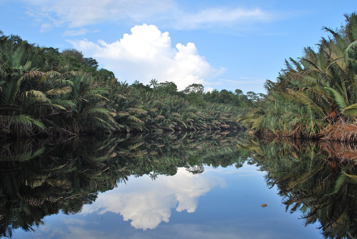 CIFOR_ICRAF's tweet image. The Sustainable Wetlands for Mitigation and Adaptation Program (SWAMP) #Toolbox has been developed to guide users in understanding the importance of wetlands ecosystems as carbon reservoirs for climate change adaptation.

 ↪️ bit.ly/3tX7Wdd

#Trees4Resilience #SWAMP
