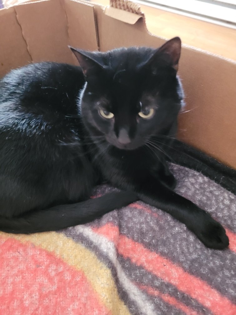 Loki loves laying in his box.😊

#cats #CatsOfTwitter #CatsOnTwitter #Caturday #catlife #catlovers #cats_of_world #CatsOfX #petlovers #petlover