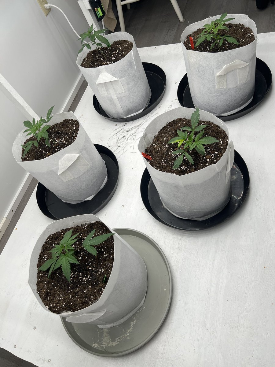 Autos transplanted to 5 gallon bags with fox farm ocean forest #420community #CannabisCommunity #Growmies #growyourown #Mmemberville #STONER #StonerFam #weekendfun #Saturday #AutoFlowers #SpringFlowers