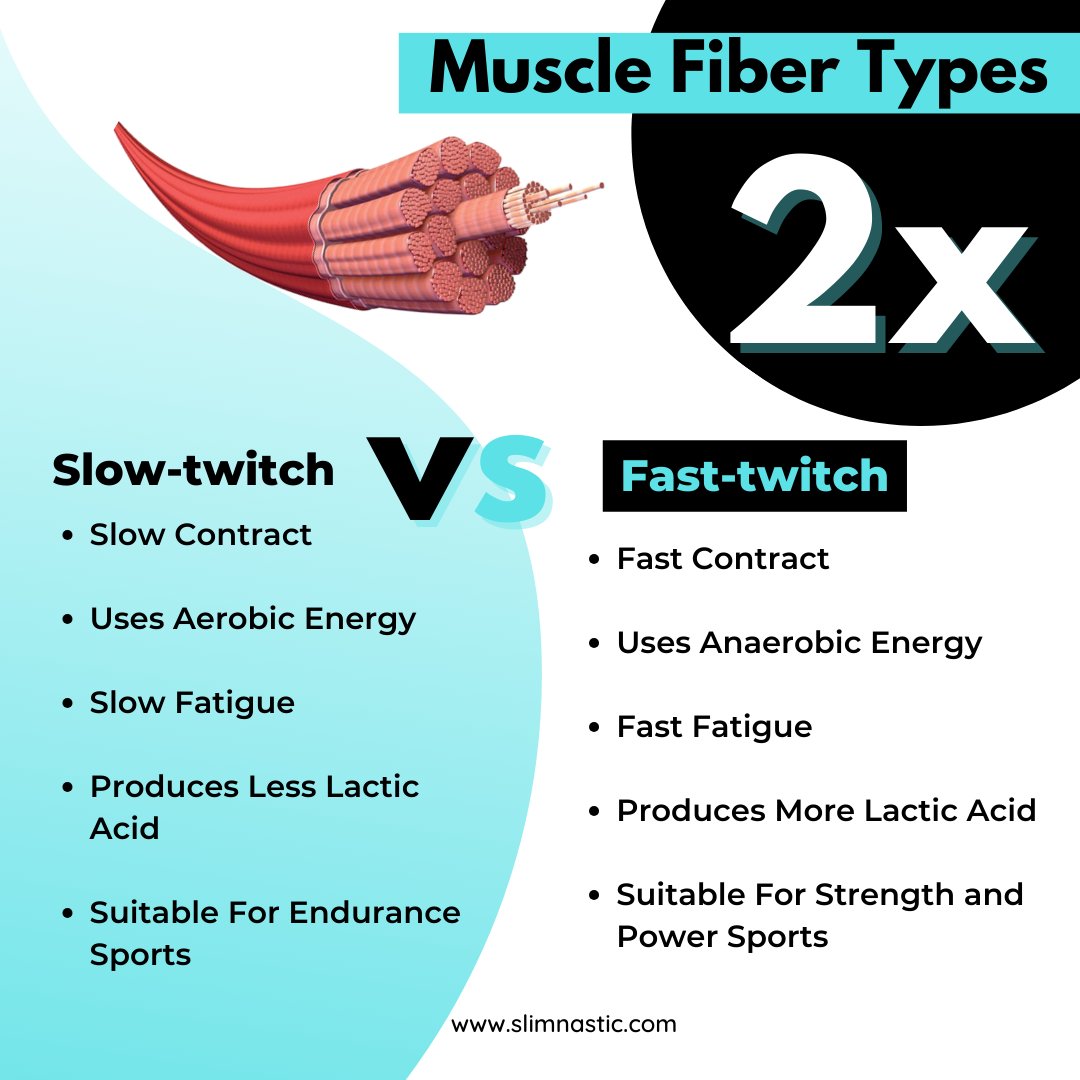 💪 Muscle Fiber Types: Slow-twitch vs. Fast-twitch 💨

#MuscleFibers #SlowTwitch #FastTwitch #Endurance #Strength #PowerSports #FitnessTips #WorkoutScience #AerobicEnergy #AnaerobicEnergy #FitnessGoals #TrainSmart #FitLife #HealthyLiving #FitnessMotivation