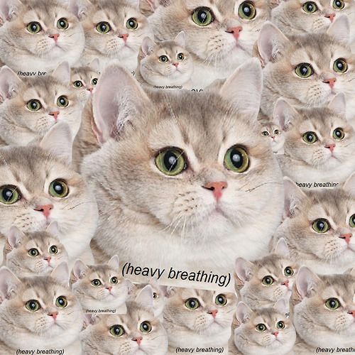 catpuffcoin tweet media