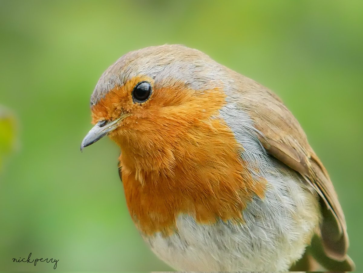 Even on the dullest of days they still look so beautiful.
Robin @forestfarmuk 
27/4/2024
#TwitterNatureCommunity 
#TwitterNaturePhotography 
#birdphotography #ThePhotoHour 
#NatureTherapy🏴󠁧󠁢󠁷󠁬󠁳󠁿