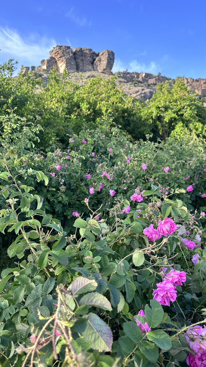 sulfsif's tweet photo. ١٧'شـوال
-موسم الــورد 🌸✨. https://t.co/KxwvYEAfuj