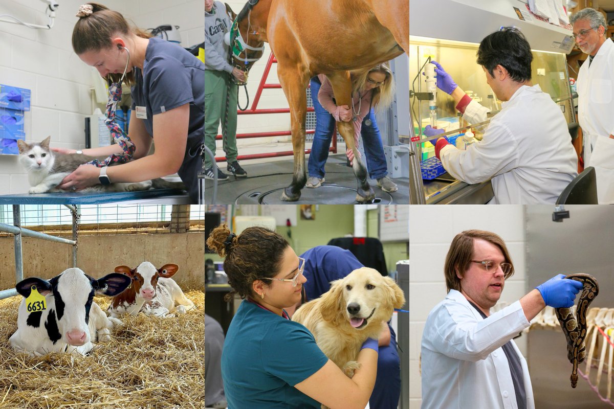 Happy #WorldVeterinaryDay! From the clinic, farm, laboratory, or classroom, veterinarians are making a difference every single day.