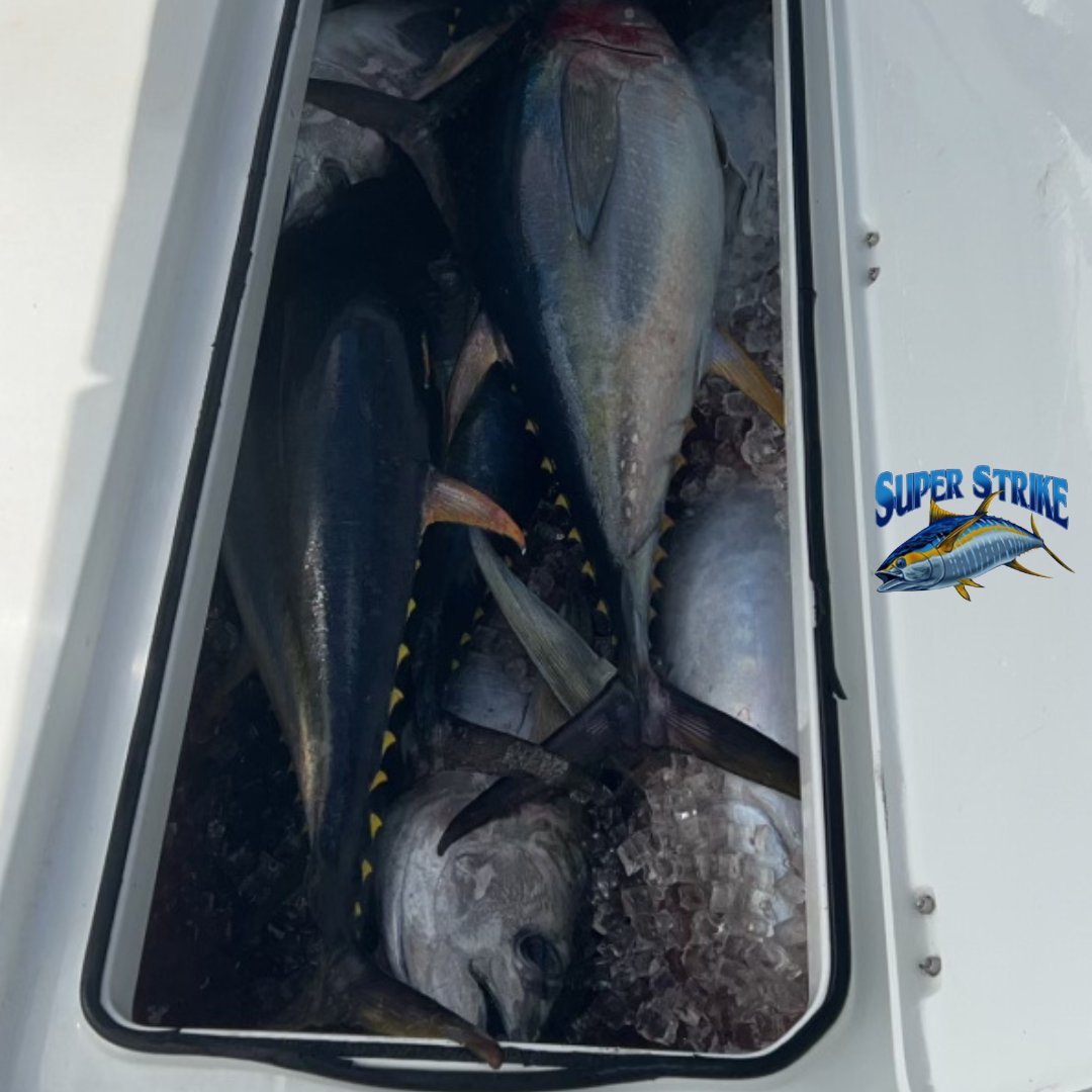 DPMSSC's tweet photo. Lerner crew from Florida knows nothing beats the thrill of reeling in tuna from the Gulf of Mexico! ๐ฃ They had a great charter with Captain Willy B.!
#GulfLife
#TunaTime
#tuna
#offshore
#fishing
#superstrike
#superstrikefishingcharter
#offshorefishing
#saltwaterfishing https://t.co/ptZNVUmgHL