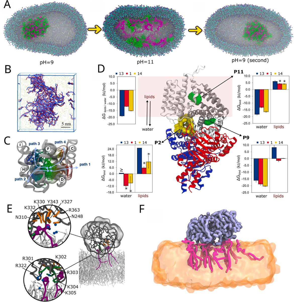 After 3 years since #Martini3's publication, it's time to assess the current state of the #Protein model, scrutinized by the molecular modeling community. Take a look in the pre-proof of this mini-review just published in @BBAjournals: sciencedirect.com/science/articl…