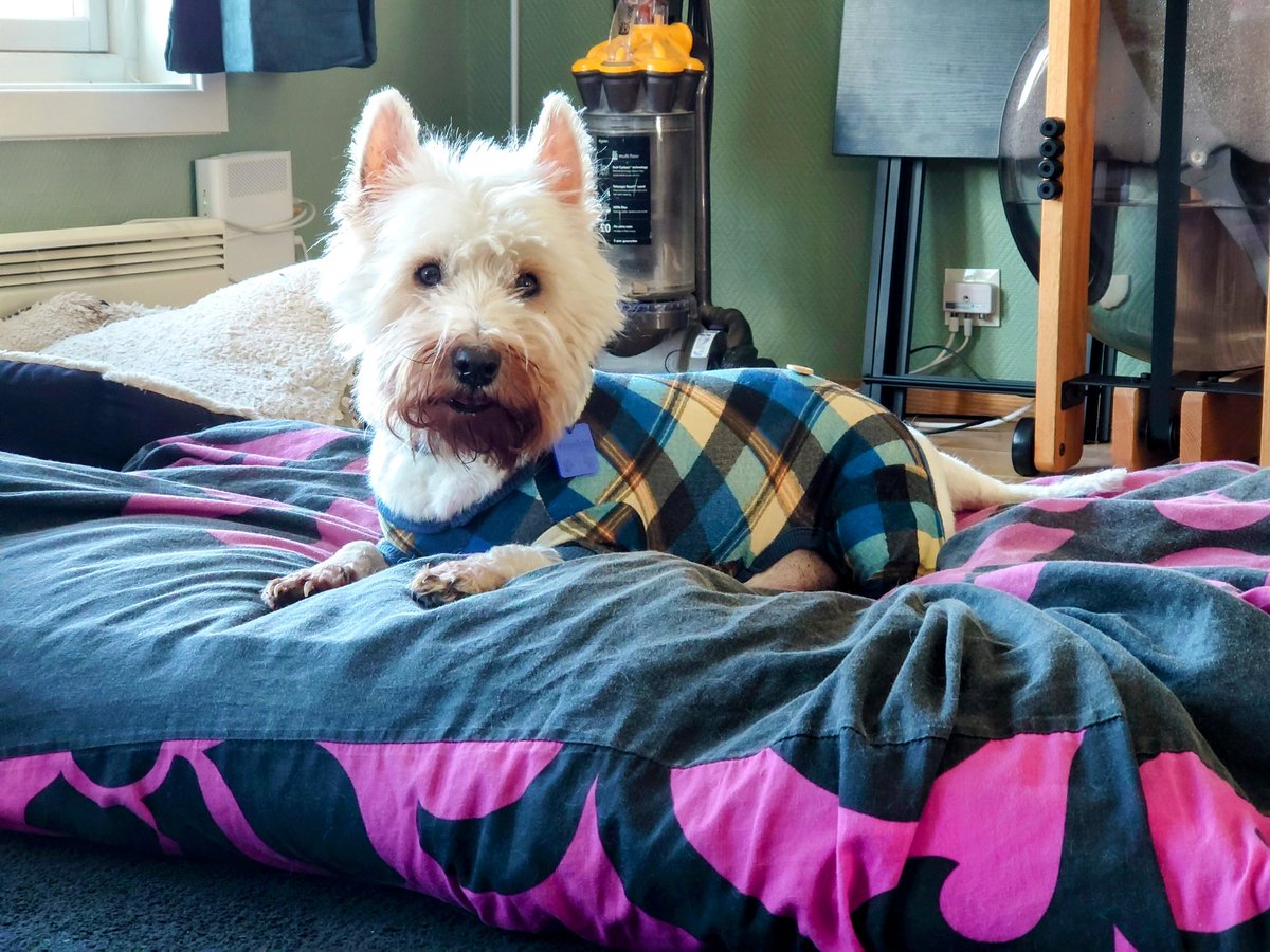 Muvver stole my blimmin' fur today. BUT I got to wear my new jammies coz wivvout my hair, they fit! #zshq #SaturdayVibes