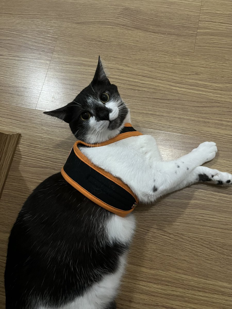 Hollow_Hor's tweet photo. @mariilustra Esse é o Filhinho! 🥰 https://t.co/3AHcNyGu9n