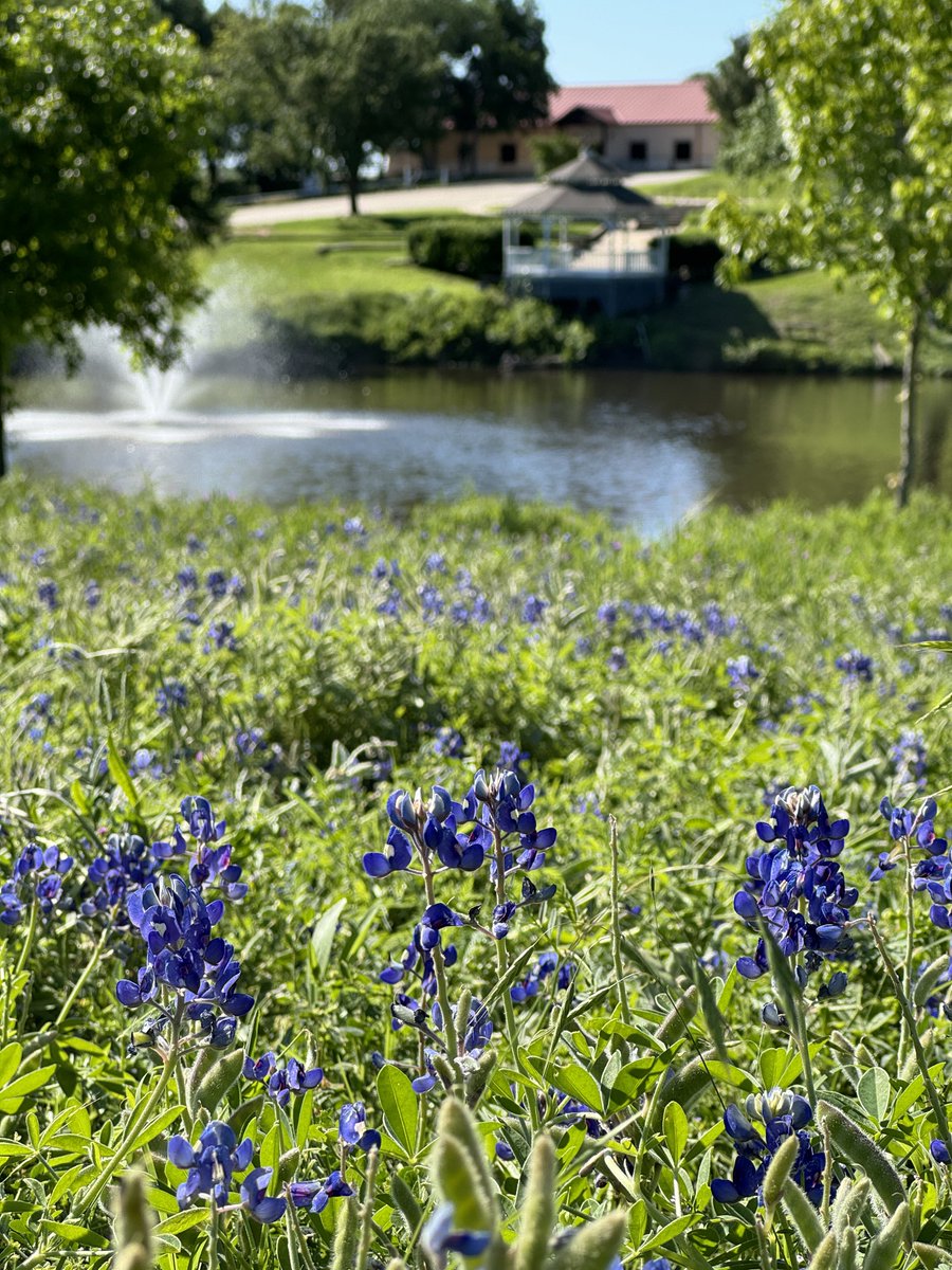 Bring back the Bluebonnet Bowl.