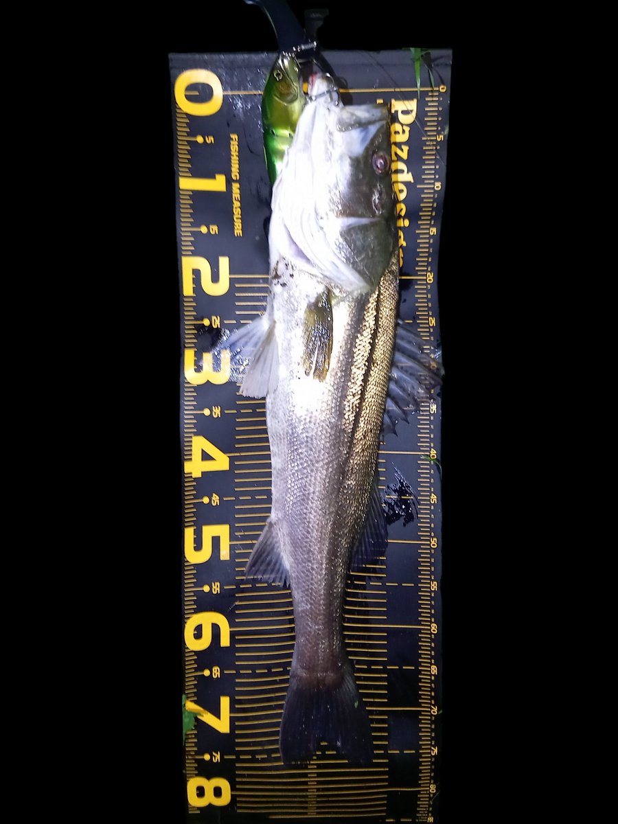 sumida_hunter's tweet photo. 久々のフルオープンポイント🎣Bt_AJ280でドン🔥
 #MEGASOUL
 #C73Hplus
 #Bt_ARMA_JOINT280 https://t.co/azYVpP4FPS