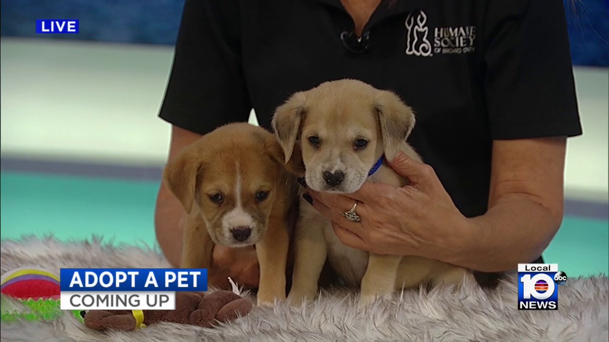 Today's Adopt A Pet episode is the cutest one ever local10.com/video/news/loc…