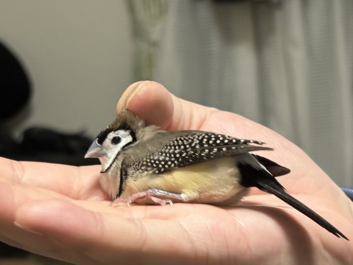 ここしばらくTwitter開いてなかったので、最近のかわいいバードたち🫶