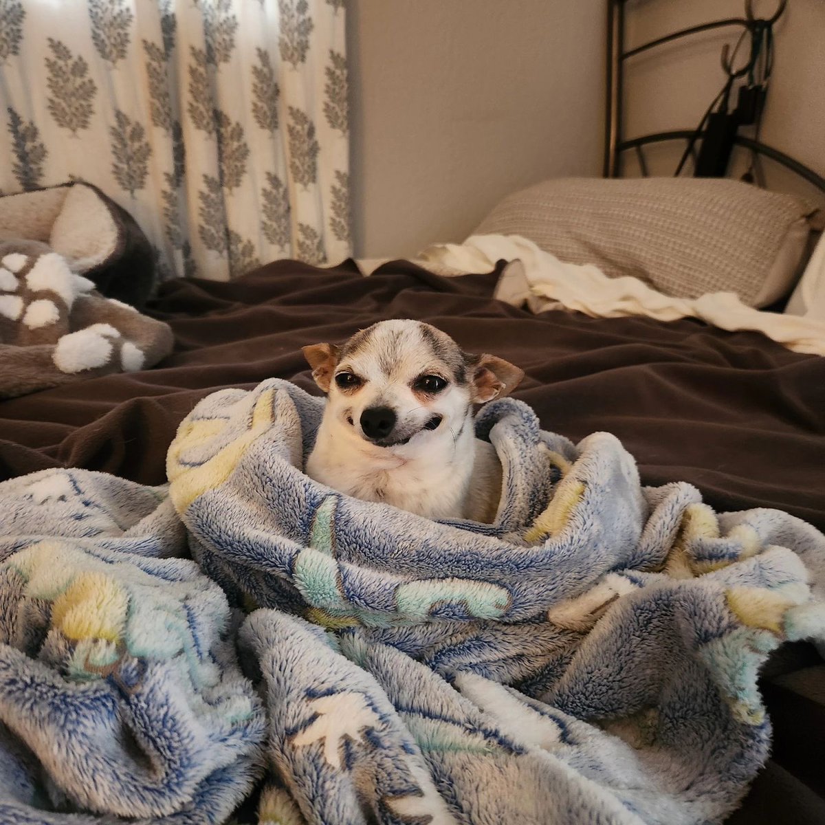 dog_rates's tweet image. This is Gilbert. He's been around a while. Attributes his long life to many, many years of always getting what he wants. 13/10 #SeniorPupSaturday