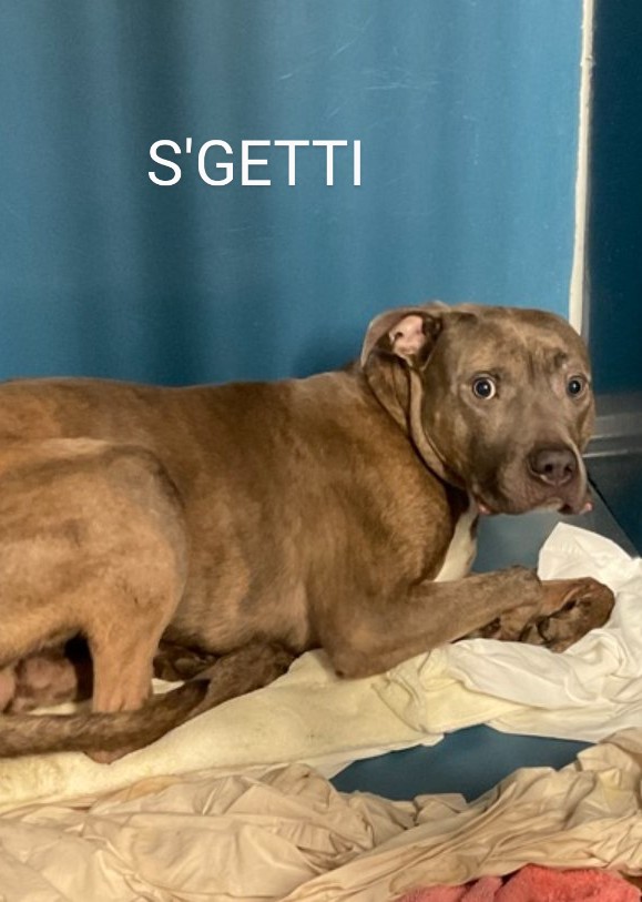 S'GETTI💙 196951 #NYCACC S'GETTI is 4 yrs old. He was abandoned & brought to the shelter. He's scared & shut down.😢 Stays in his kennel but is cooperative. Friendly with dogs. Has pneumonia/needs med care, love & encouragement💞 PLEASE FOSTER/RESCUE #PLEDGE #SHARE 🆘🙏💉😢🆘