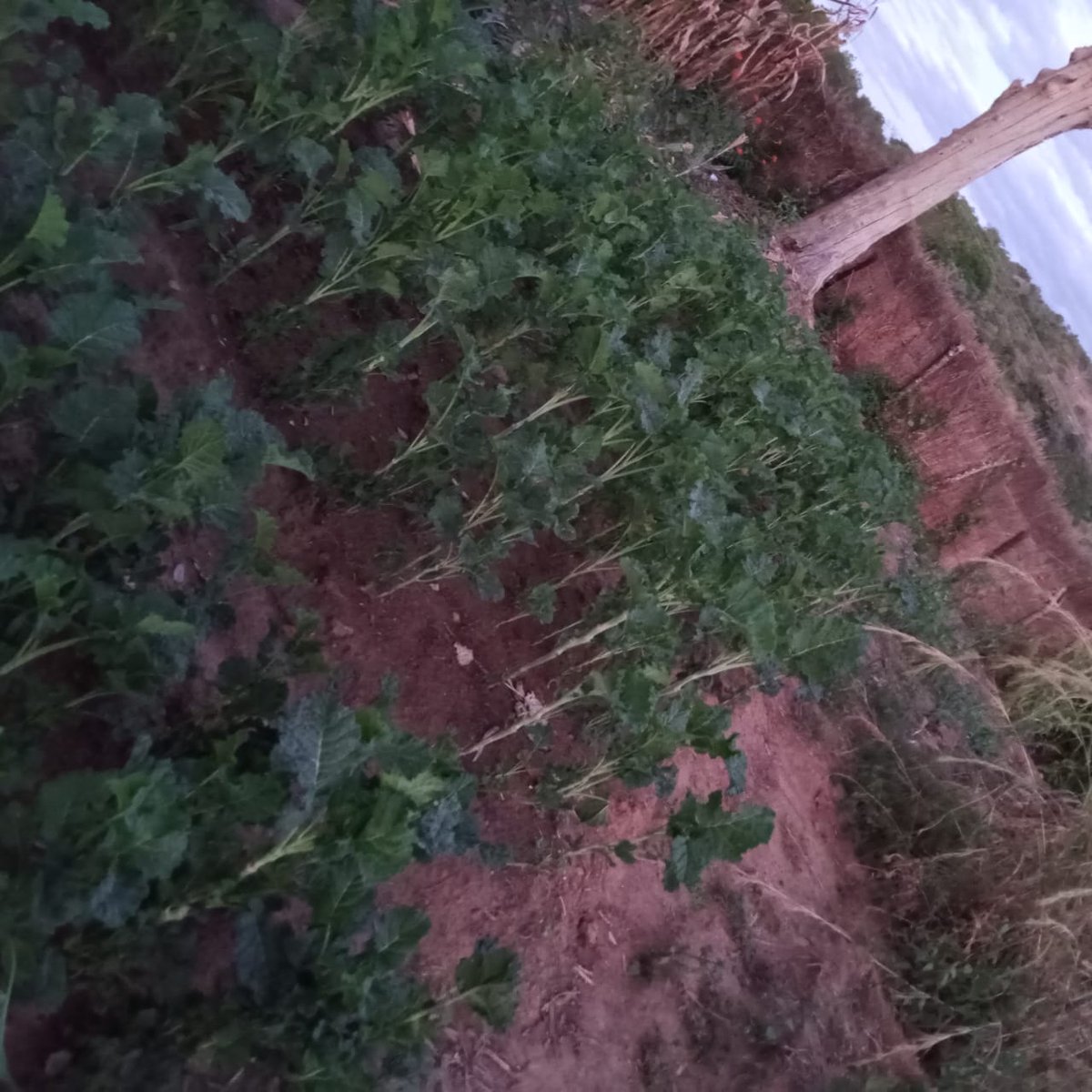 unlimitedhopet1's tweet image. We are thrilled to announce that  we established a nutrition garden at  Udebwe school   The garden will provide the learners with fresh vegetables, supporting the school feeding  program and promoting  healthy  lifestyles among the learners
#ElNino #SchoolFeedingProgram