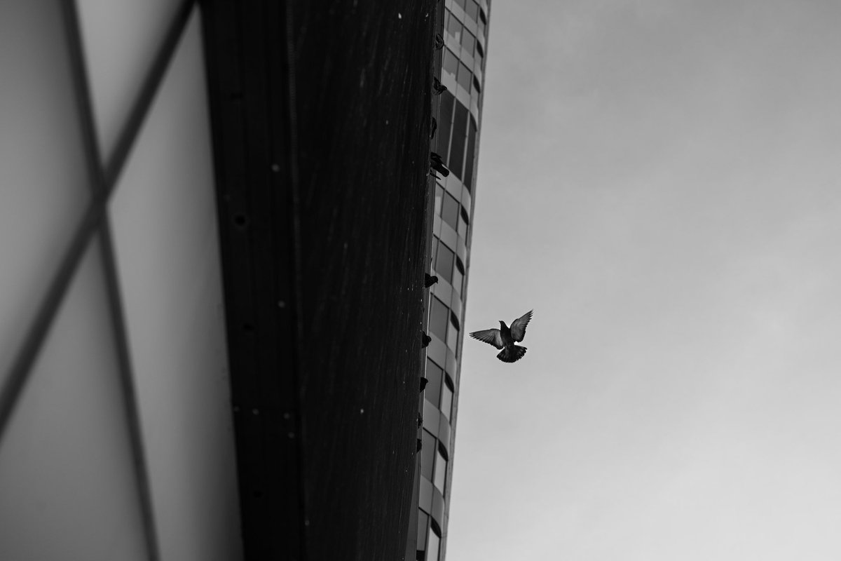 BWhitmorePhoto's tweet photo. Flight Path
.
.
.
.
#toronto #torontophotographer #streetphotography #photography #light_and_shadow #city #urban #torontostreetphotography #snap_street #snap_community #verotography #podium_street #pictas #podium #snap_canada #snap_world #street #citylife #snap_world #bnw #blackandwhite #snap_bnw #snap_world #monochrome #monomoods_street #monomoods_photography #birds #flight #snap_birds #snap_silhouette