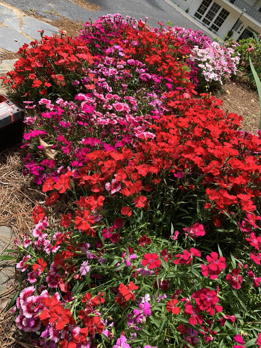 My gardening project for today is deadheading these dianthus.