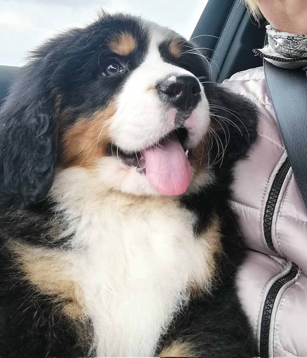 Elisabetta Benedetto tweet media