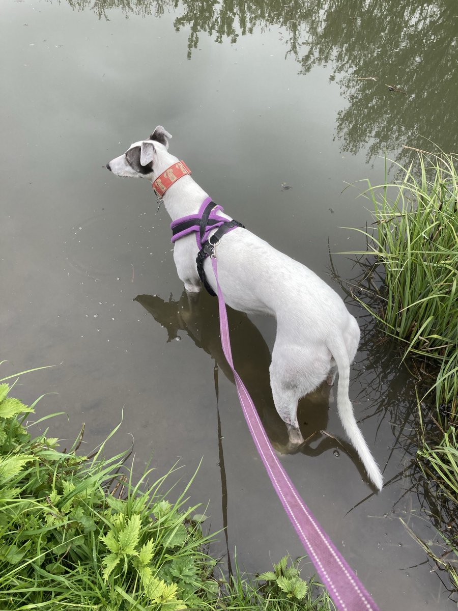 archangel tweet media